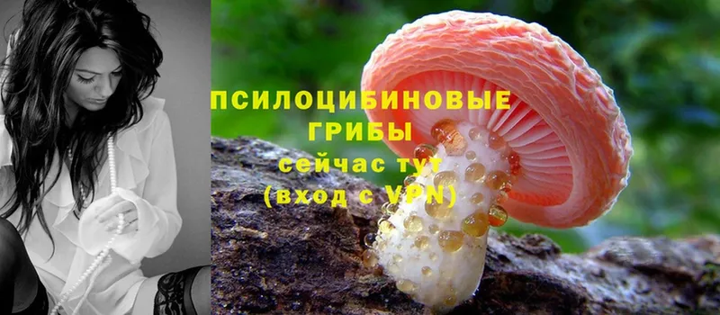 купить закладку  Грайворон  Галлюциногенные грибы MAGIC MUSHROOMS 